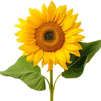 original sound - inspiringlines143