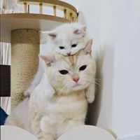 原聲 - 老虎🐱