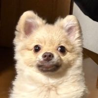 オリジナル楽曲 - キクラゲ食べ放題