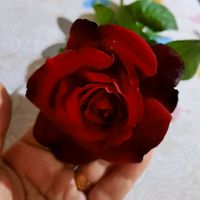 amane.husam22hama