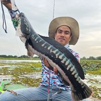 chokchai2541