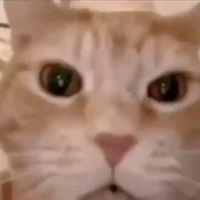 suara asli - oligardan