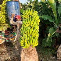 kelywala