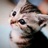 nhạc nền - Cat Lovers Club