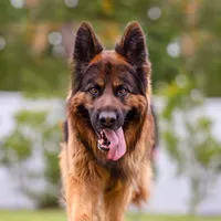 original sound - bentleyandfamily