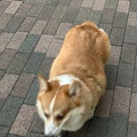 original sound - kubcakee