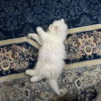 original sound - tuqareyad2