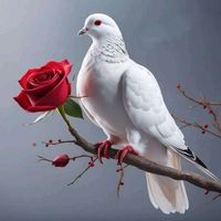 sevdiyim__2727