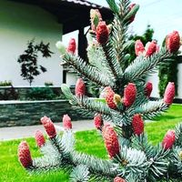 agac_satisi_hoopsii_aze