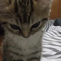 kitty.bboy