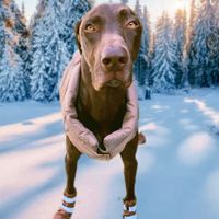 rocky12gsp