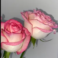 original sound - mariyamrajput65