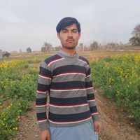 mardanking3241