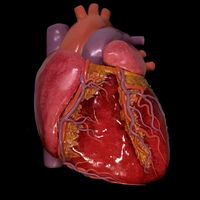 maquetas_anatomicas_uio