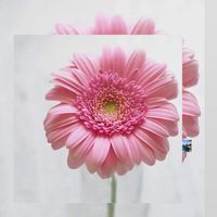 mutelu5699