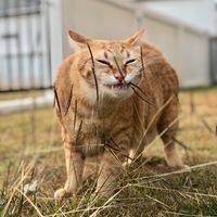 เสียงต้นฉบับ - futofamily