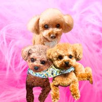 オリジナル楽曲 - レオ&ルーク