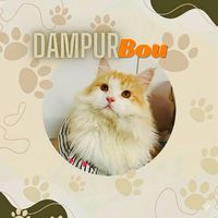dampur_bou