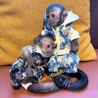 tueng.prairiedogsclub