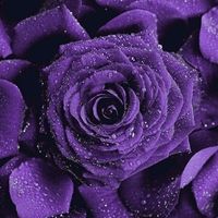 buttercup__99