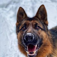richard_germanshepherd