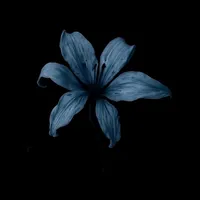 original sound - sami_puffs1