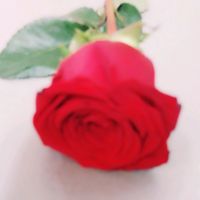 iloveallah729