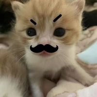 เสียงต้นฉบับ - โฮก