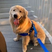 diamond.retriever