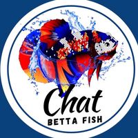 chat_betta