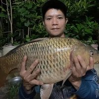 nhạc nền - Thắng cá cỏ