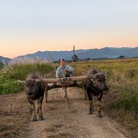 เสียงต้นฉบับ - เน็ตขนาด