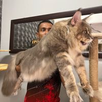 ibucathouse