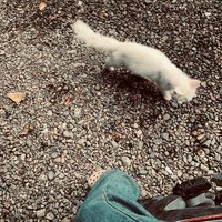 suara asli - Robinhodd