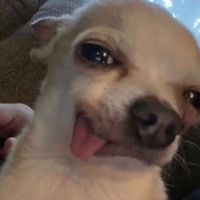 ashhvvz