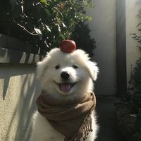 zivazyy