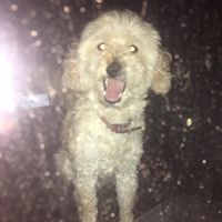 pesterausiprinpadure