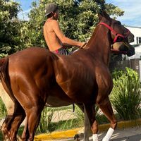 el_rey_matungo