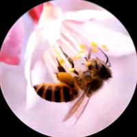 beemaster110