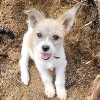 original sound - jorgitoelcurioso44