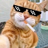 suara asli - trend