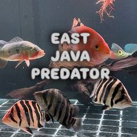 eastjavapredator_