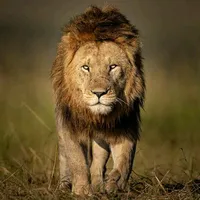 original sound - dxan__