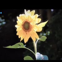 nhạc nền - Sữa Chuaa