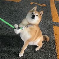 gogo_tonkotsu