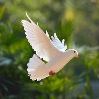 pigeon_hub_