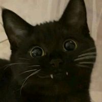 blackcat.t07