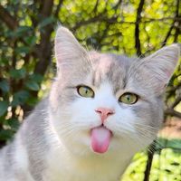 meowchunchun