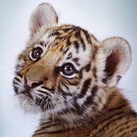 suara asli - syifaashanka