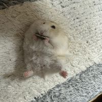 オリジナル楽曲 - 白くまくん